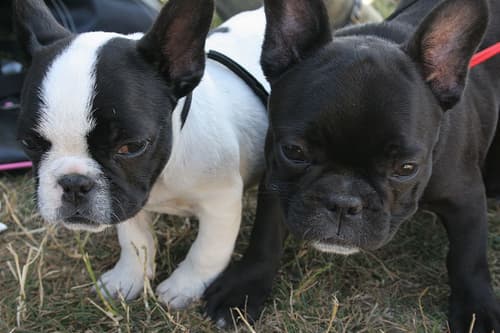 Bartholomew, a French Bulldog