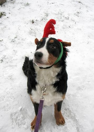 Sequoia, a Bernese Mountain Dog