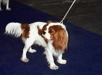 Juniper, a cavalier king charles spaniel